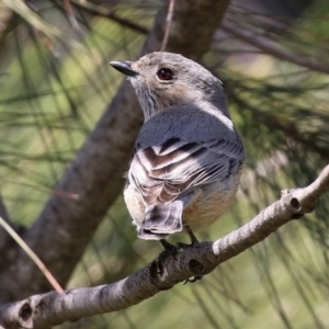 Pachycephala rufiventris at Monash, ACT - 28 Sep 2021