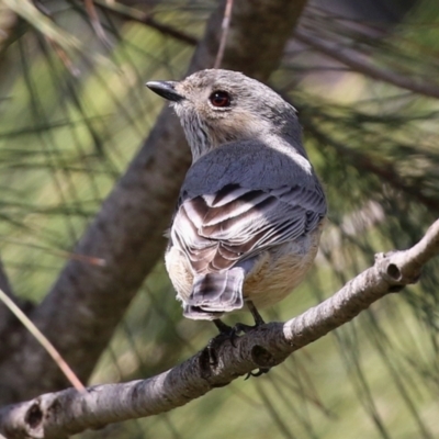 Pachycephala rufiventris (Rufous Whistler) at Monash, ACT - 28 Sep 2021 by RodDeb