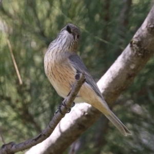 Pachycephala rufiventris at Monash, ACT - 28 Sep 2021