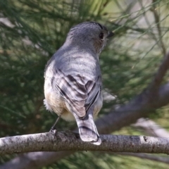 Pachycephala rufiventris at Monash, ACT - 28 Sep 2021