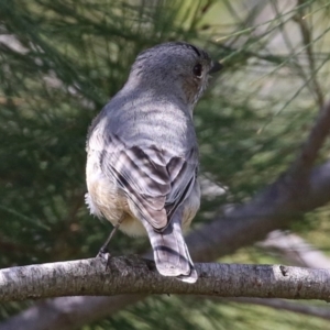 Pachycephala rufiventris at Monash, ACT - 28 Sep 2021