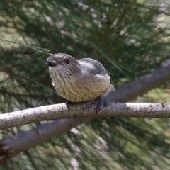 Pachycephala rufiventris at Monash, ACT - 28 Sep 2021