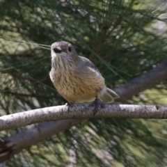 Pachycephala rufiventris at Monash, ACT - 28 Sep 2021