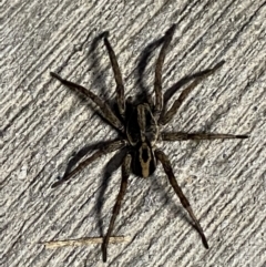 Venatrix speciosa (Wolf spider) at Pialligo, ACT - 28 Sep 2021 by Ozflyfisher