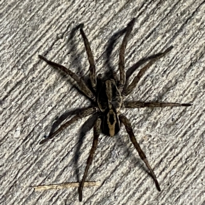 Venatrix speciosa (Wolf spider) at Pialligo, ACT - 28 Sep 2021 by Ozflyfisher