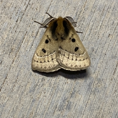 Anthela ocellata (Eyespot Anthelid moth) at Pialligo, ACT - 28 Sep 2021 by Ozflyfisher