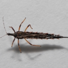 Phlaeothripidae sp. (family) at Evatt, ACT - 25 Sep 2021