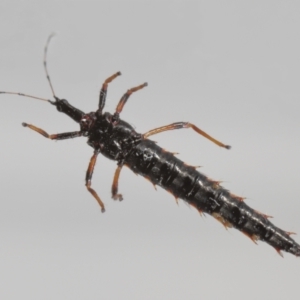 Phlaeothripidae sp. (family) at Evatt, ACT - 25 Sep 2021