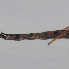 Amblyseius sp.(genus) at Evatt, ACT - 25 Sep 2021 02:21 PM