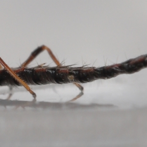 Amblyseius sp.(genus) at Evatt, ACT - 25 Sep 2021