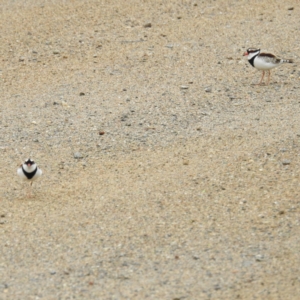 Charadrius melanops at Tuggeranong DC, ACT - 29 Sep 2021