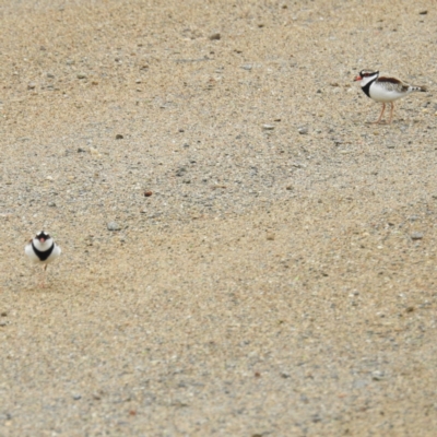 Charadrius melanops (Black-fronted Dotterel) at Tuggeranong DC, ACT - 29 Sep 2021 by HelenCross