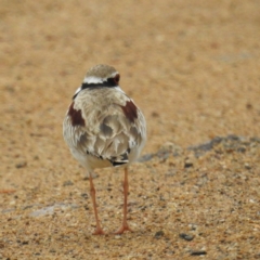 Charadrius melanops at Tuggeranong DC, ACT - 29 Sep 2021