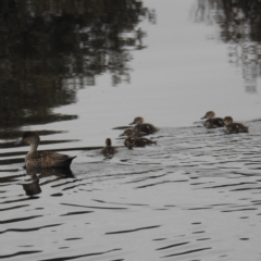 Anas gracilis (Grey Teal) at Stromlo, ACT - 28 Sep 2021 by HelenCross