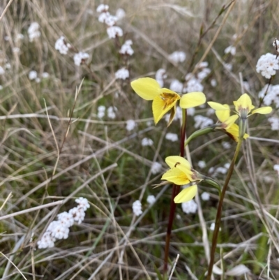 Diuris chryseopsis (Golden Moth) at Kambah, ACT - 24 Sep 2021 by milliekss