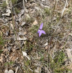 Glossodia major (Wax Lip Orchid) at Forde, ACT - 27 Sep 2021 by milliekss