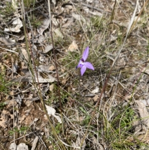 Glossodia major at Forde, ACT - suppressed