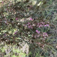 Indigofera adesmiifolia (Tick Indigo) at Lower Molonglo - 27 Sep 2021 by Proslyn