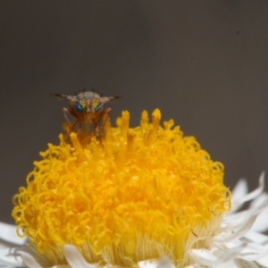 Tephritidae sp. (family) at Isaacs, ACT - 17 Sep 2021