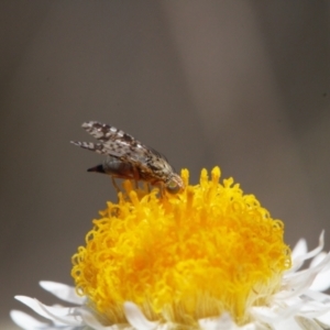 Tephritidae sp. (family) at Isaacs, ACT - 17 Sep 2021