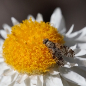 Tephritidae sp. (family) at Isaacs, ACT - 17 Sep 2021