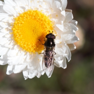 Melangyna viridiceps (Hover fly) at Isaacs, ACT - 17 Sep 2021 by RAllen