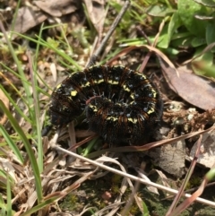 Apina callisto (Pasture Day Moth) at Yass River, NSW - 19 Sep 2021 by JonLewis