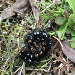 Apina callisto at Yass River, NSW - 19 Sep 2021 10:49 AM