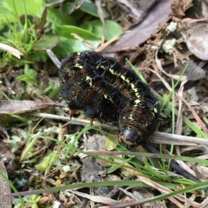 Apina callisto at Yass River, NSW - 19 Sep 2021 10:49 AM