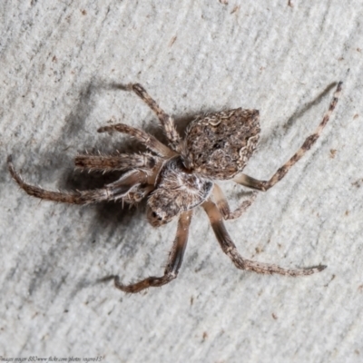 Araneinae (subfamily) (Orb weaver) at Downer, ACT - 28 Sep 2021 by Roger