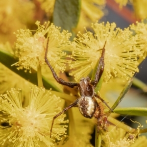 Salsa fuliginata at Downer, ACT - 28 Sep 2021 11:00 AM