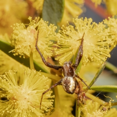 Salsa fuliginata (Sooty Orb-weaver) at Downer, ACT - 28 Sep 2021 by Roger