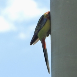 Platycercus eximius at Aranda, ACT - 28 Sep 2021