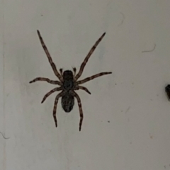 Badumna sp. (genus) (Lattice-web spider) at Aranda, ACT - 27 Sep 2021 by KMcCue