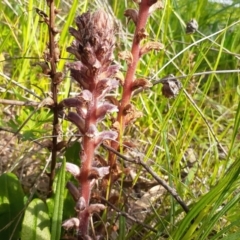 Orobanche minor (Broomrape) at Fisher, ACT - 28 Sep 2021 by DavidMcKay