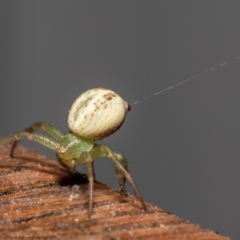 Lehtinelagia prasina (Leek-green flower spider) at Macgregor, ACT - 28 Sep 2021 by Roger