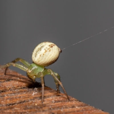 Lehtinelagia prasina (Leek-green flower spider) at Macgregor, ACT - 28 Sep 2021 by Roger