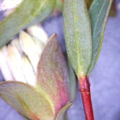 Pimelea linifolia subsp. linifolia at Downer, ACT - 26 Sep 2021