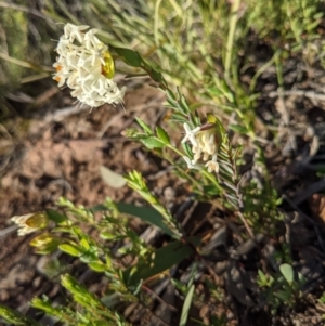 Pimelea linifolia subsp. linifolia at Downer, ACT - 26 Sep 2021