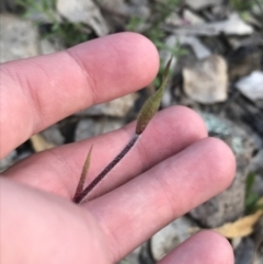 Caladenia atrovespa (Green-comb Spider Orchid) at Farrer Ridge - 25 Sep 2021 by Tapirlord