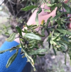 Billardiera scandens (Hairy Apple Berry) at Farrer Ridge - 25 Sep 2021 by Tapirlord