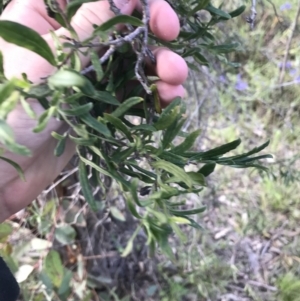 Billardiera scandens at Fadden, ACT - 25 Sep 2021