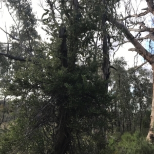 Billardiera scandens at Fadden, ACT - 25 Sep 2021