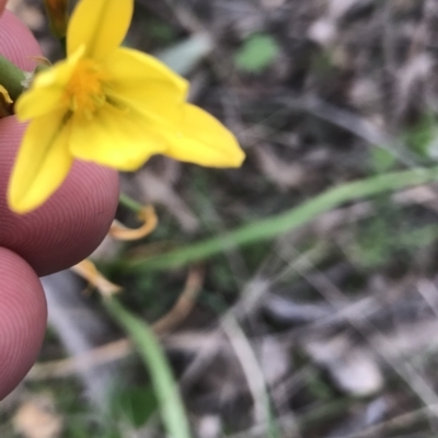 Bulbine bulbosa (Golden Lily) at Farrer Ridge - 25 Sep 2021 by Tapirlord