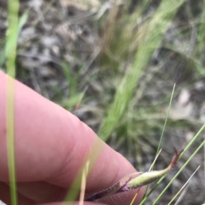 Caladenia atrovespa at Farrer, ACT - 25 Sep 2021