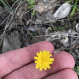 Crepis capillaris at Tuggeranong DC, ACT - 25 Sep 2021