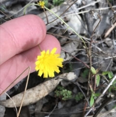 Crepis capillaris at Tuggeranong DC, ACT - 25 Sep 2021