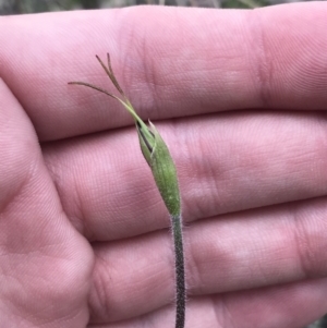 Caladenia atrovespa at Farrer, ACT - suppressed