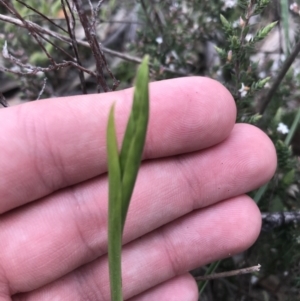 Diuris sp. at Tuggeranong DC, ACT - suppressed