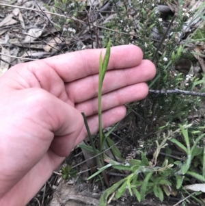 Diuris sp. at Tuggeranong DC, ACT - suppressed